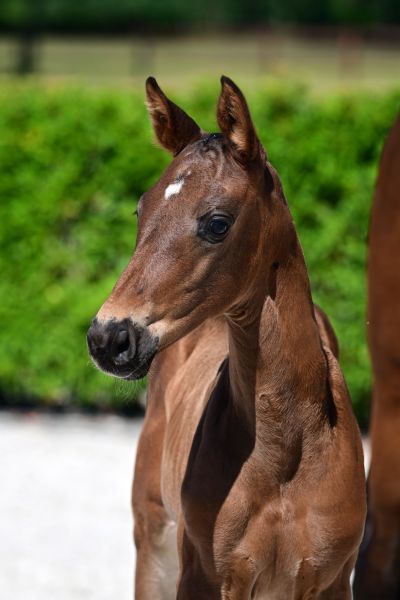 chanel-aeg-z chanel-aeg-z