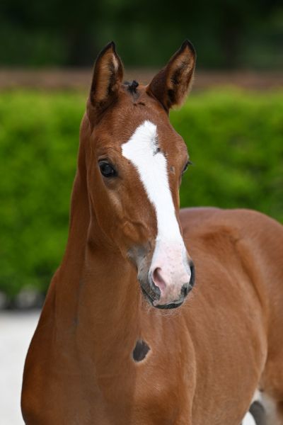 dilana-z-40 dilana-z-40