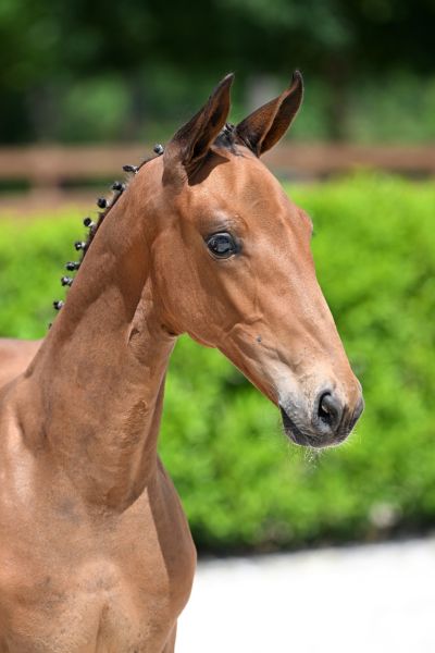 dirk-van-rechteren-z-66 dirk-van-rechteren-z-66