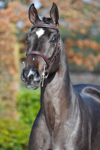 cameron-de-will-z cameron-de-will-z