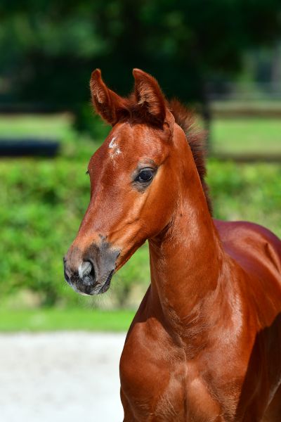 cabaret-girl-r-z-28 cabaret-girl-r-z-28