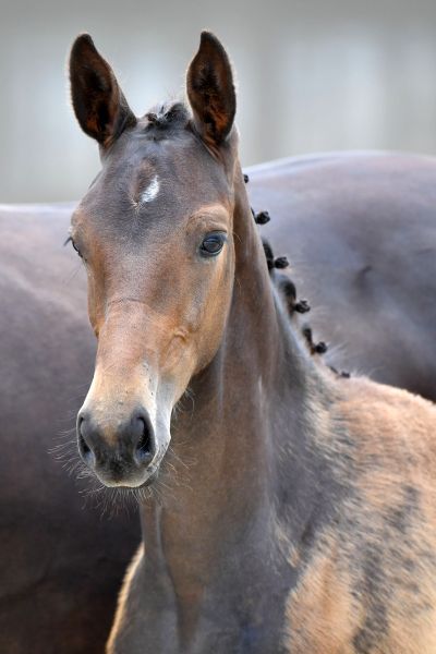 orco-du-cordel-z-42 orco-du-cordel-z-42