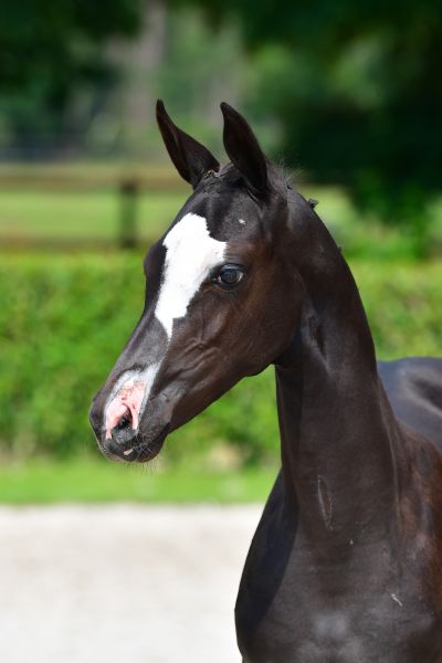 pialoca-van-de-hoef-z-75 pialoca-van-de-hoef-z-75