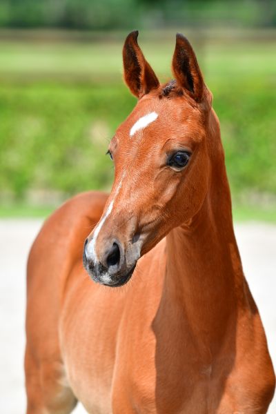 eleonora-z-59 eleonora-z-59