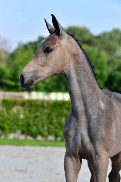 coco-diaz-vd-zeijerweg-z coco-diaz-vd-zeijerweg-z