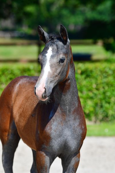 caribisse-vh-gouden-bit-z caribisse-vh-gouden-bit-z