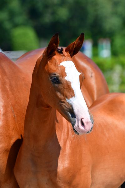 adonix-ts-z-2 adonix-ts-z-2