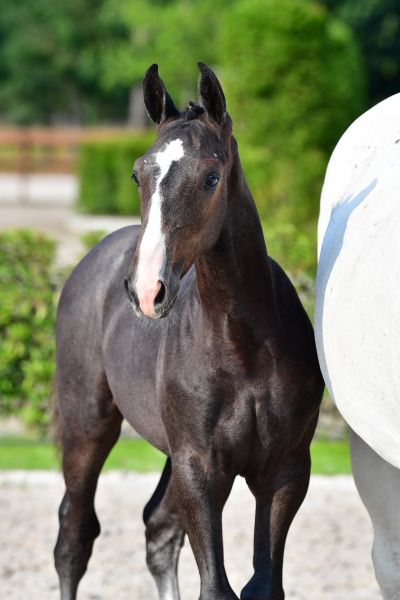 for-future-de-jolie-z-25 for-future-de-jolie-z-25