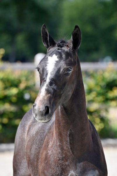 h34-20210703-ga73735-large h34-20210703-ga73735-large