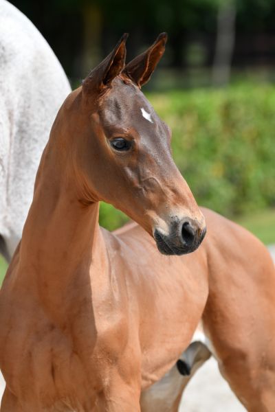 chewbacca-la-z chewbacca-la-z