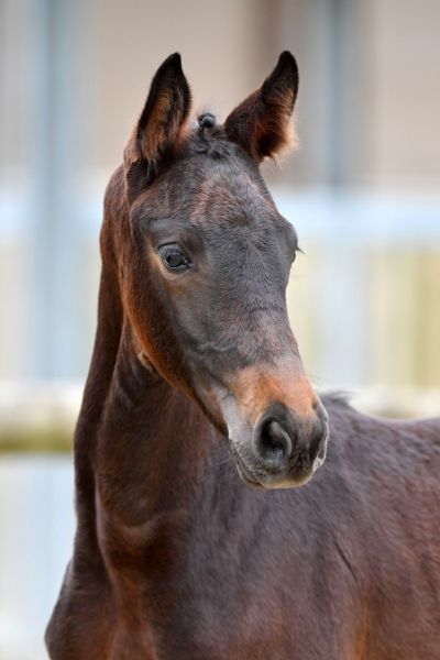 11-ushuaia-z6d75833-large-26 11-ushuaia-z6d75833-large-26