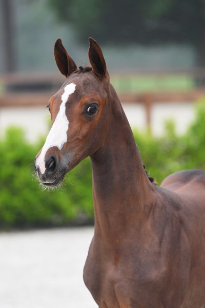 aprecious-felinae-db-z-34 aprecious-felinae-db-z-34