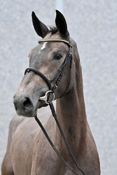 cicera-sd-z cicera-sd-z