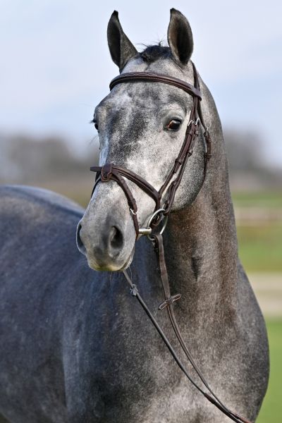 sleipnir-z sleipnir-z