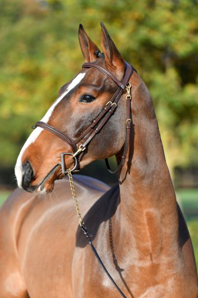 anubis-m-z-20 anubis-m-z-20