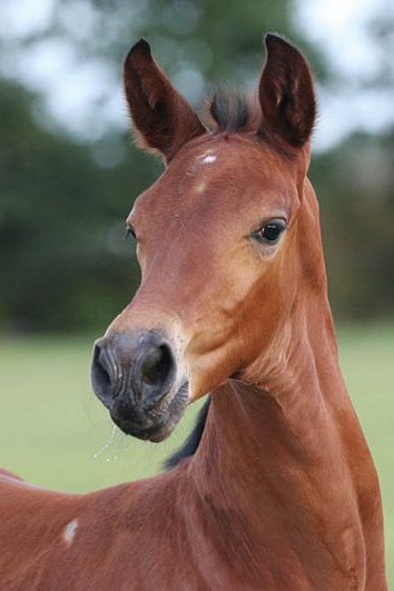 veulenskop2020website45 veulenskop2020website45