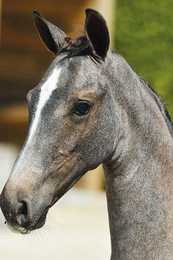 veulenskop2020website50 veulenskop2020website50