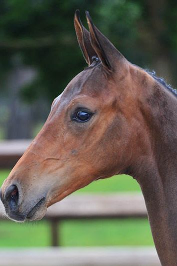 veulenskop2020website57 veulenskop2020website57