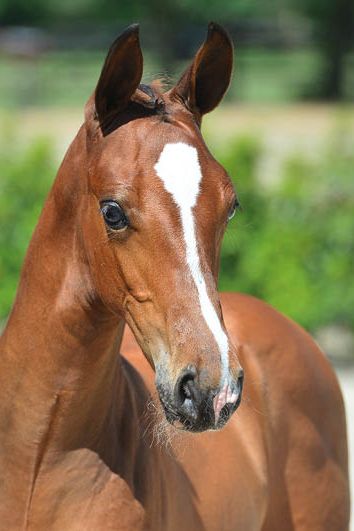 veulenskop2020website63 veulenskop2020website63