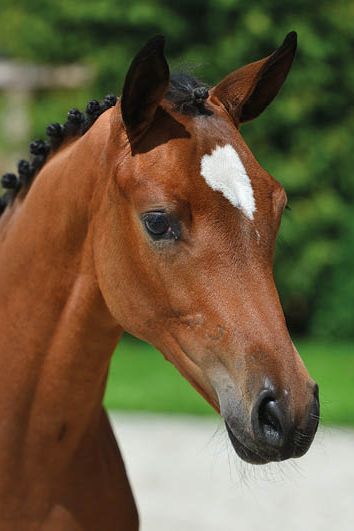 veulenskop2020website76 veulenskop2020website76