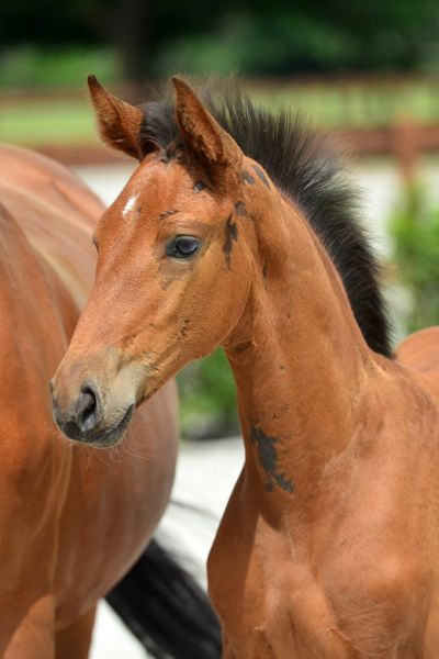 elegance-van-erpekom-z elegance-van-erpekom-z