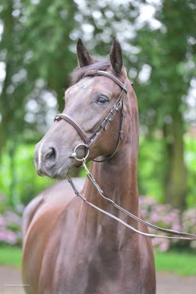 hopes-are-high-111 hopes-are-high-111