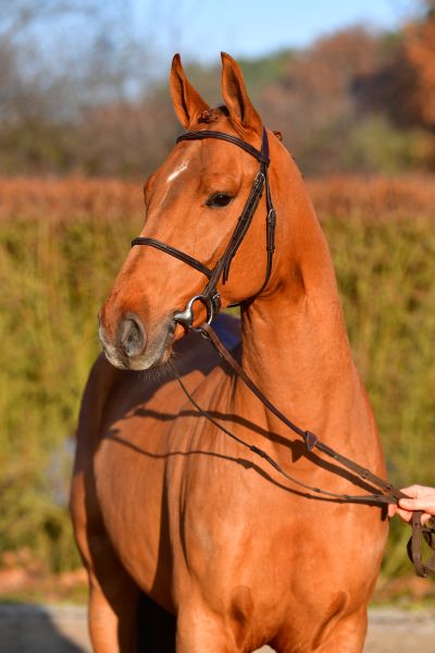 vario-ga67742 vario-ga67742