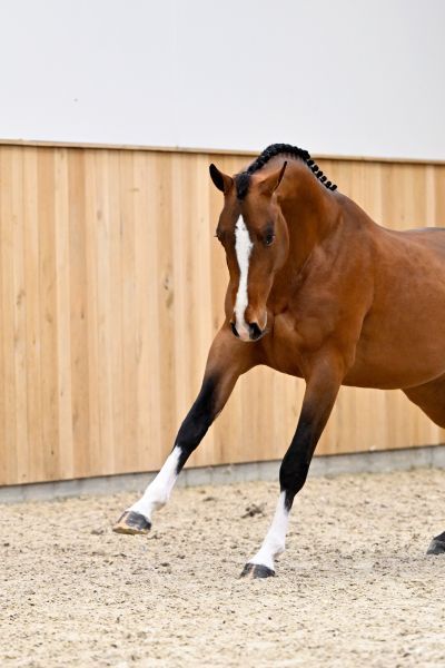 DOMINATOR 2000 Z x TINKA'S BOY Doha Z