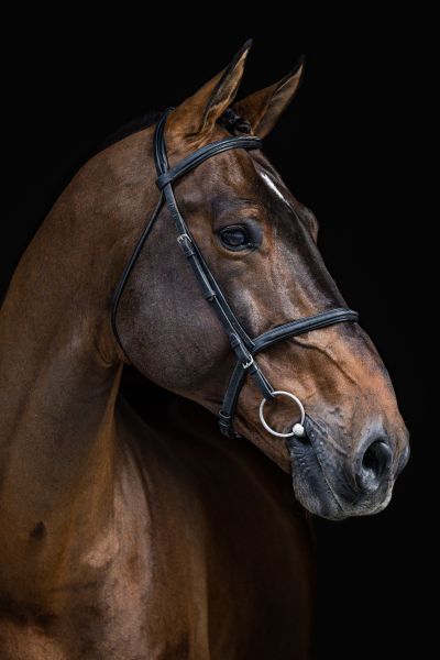 Jenson Van't Meulenhof Z Jenson Van't Meulenhof Z