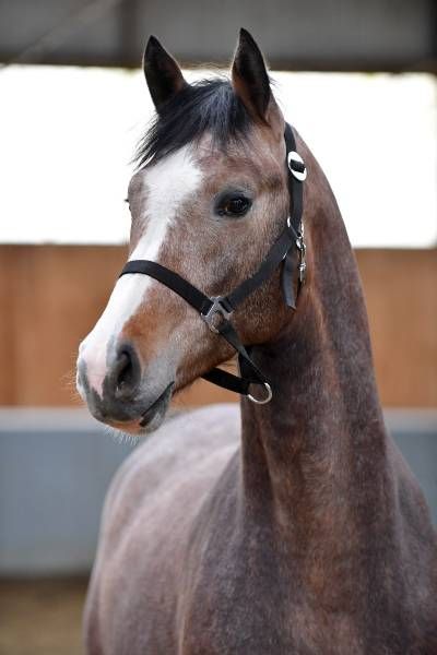 20180404-ga65431 20180404-ga65431