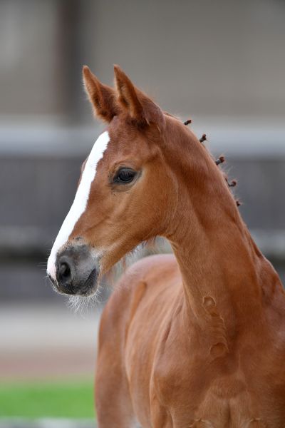 catarina-de-reve-z-53 catarina-de-reve-z-53