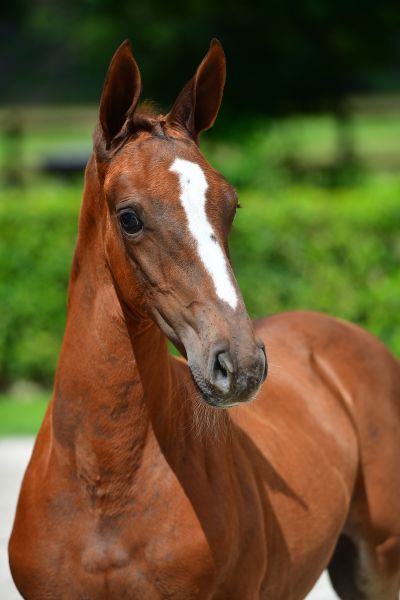 agneta-z-98 agneta-z-98