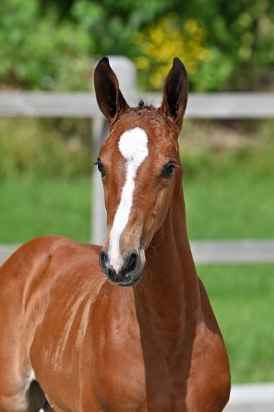 dannina-ice-z-30 dannina-ice-z-30