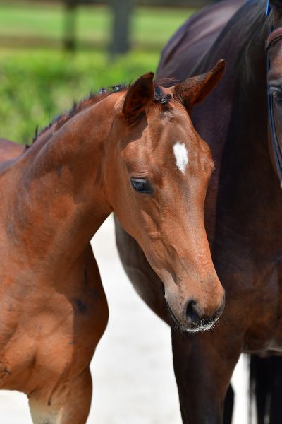 chac-lady-vd-berghoeve-z chac-lady-vd-berghoeve-z