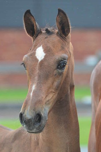 veulenskop2020website25 veulenskop2020website25