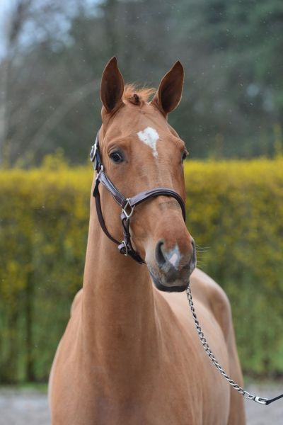 pippa-van-t-heike-91 pippa-van-t-heike-91