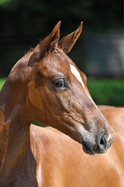 70 Excellentia By Nature Z 70 Excellentia By Nature Z