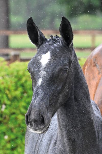 46 Chicca van het Oosthof Z 46 Chicca van het Oosthof Z