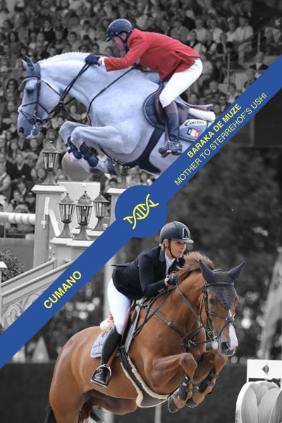 Embryo Cumano Z x Baraka de Muze Embryo Cumano Z x Baraka de Muze