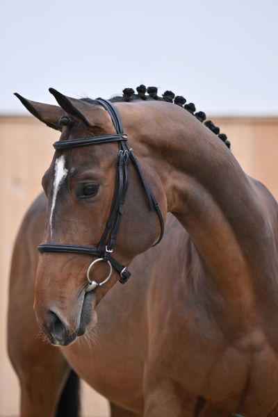 Laszlo M D'Asschaut Laszlo M D'Asschaut