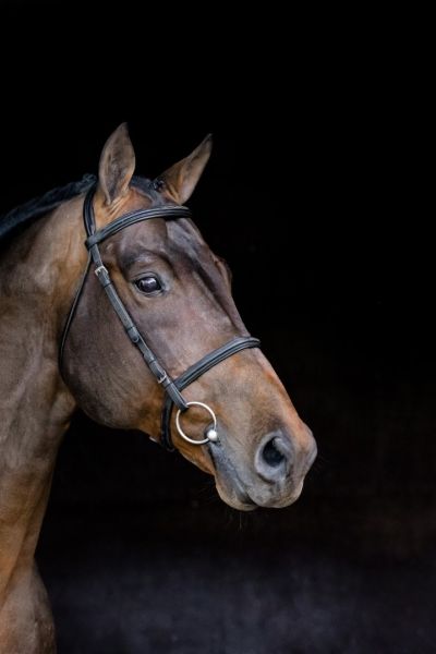 HH Conrad Z HH Conrad Z