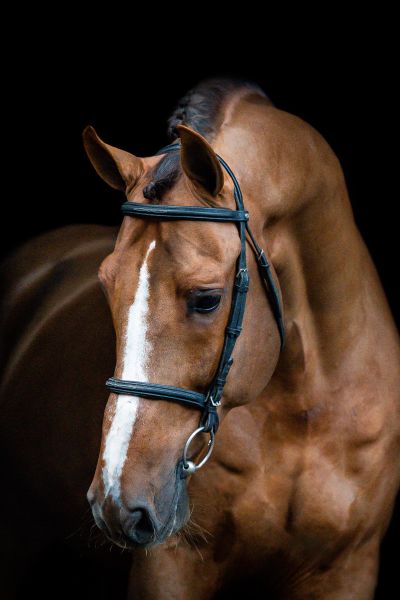 Kassander van 't Roosakker Z Kassander van 't Roosakker Z