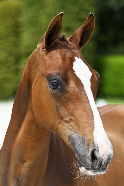 Berlin x Heartbreaker Bellini V.V. Z