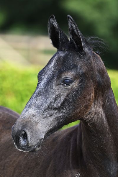 Orak D'Hamwijck x Chellano Z Othello RB Z