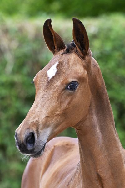 Chacco Blue x Heartbreaker C-Zar de Nyze Z