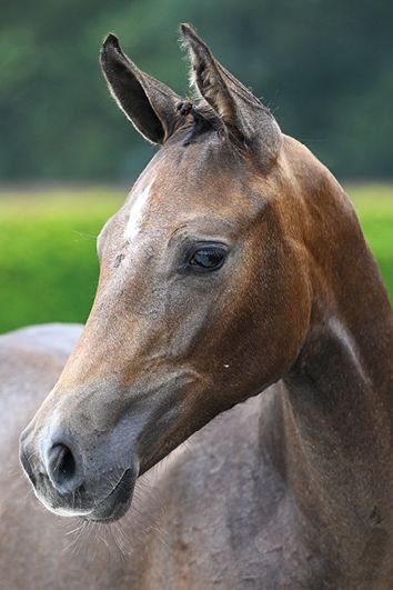 Ermes d'Grandin Z Ermes d'Grandin Z