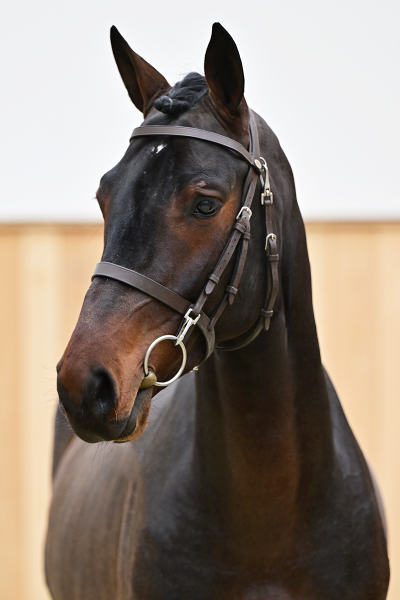 Call Me Number One x Zandor Z Comino A Z