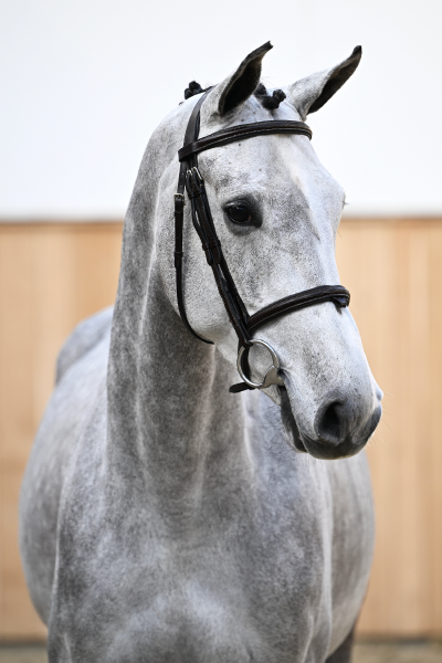 Chellano Alpha Z x Le Tot de Semilly Charisma WDH Z