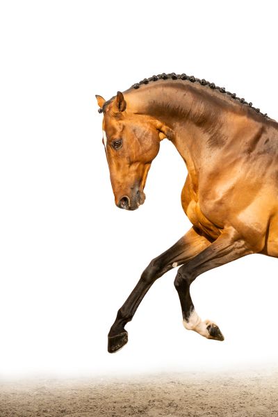 Dieu Merci van T&L Z Dieu Merci van T&L Z