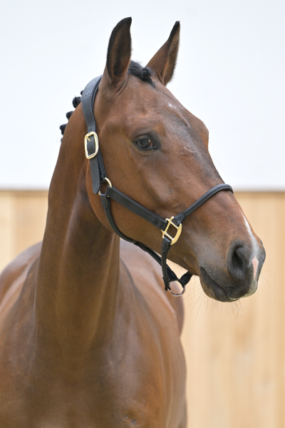 Palermo de Bo Z Palermo de Bo Z